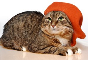 French Cat