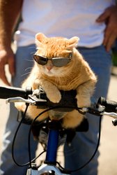 Funny Cat Biker