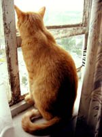 Cat looking through window