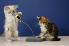 kittens playing