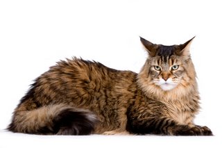 Maine Coon cat