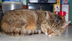 Mia in the Kitchen