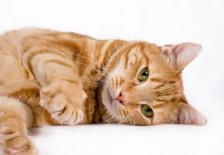 Orange Tabby Cat