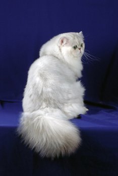 Persian Cat with Blue Background
