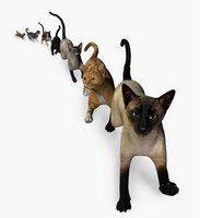 picture of different cat breeds