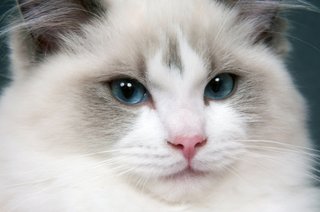 Ragdoll Cat