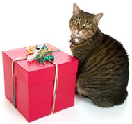 CAT WITH GIFT