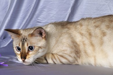 Snow Bengal Cat