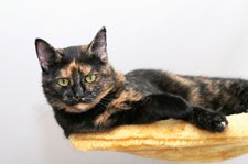 Tortoiseshell cat