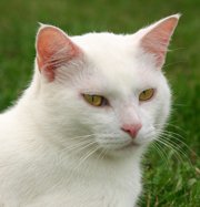 White Cat