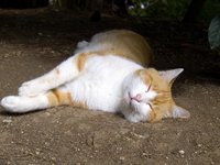 White and Orange Cat