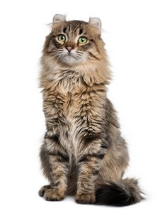 American Curl Cat 2