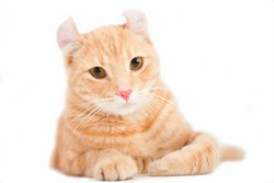 American Curl Cat Orange