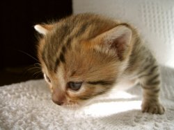 Bengal Kitten