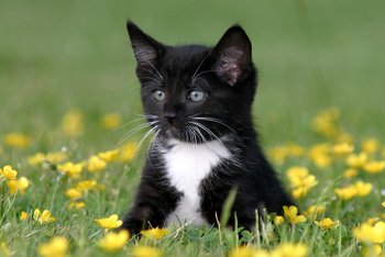 Black and White Kitten