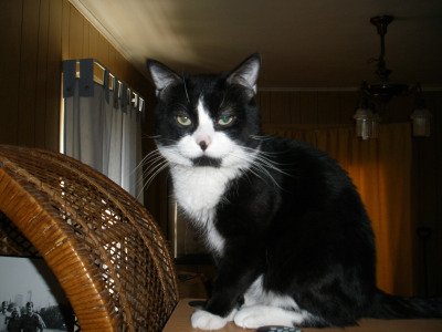 Is he a  perfectly colored Tuxedo Cat or what?