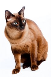 Burmese Cat - Asian Cat Names