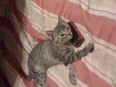 Abby on the phone Abby on the phone