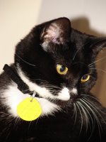 Cat Wearing Cat Collar