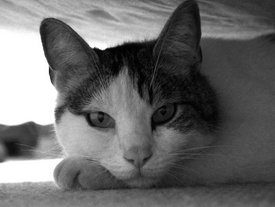 Cat - Cat Proverbs