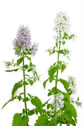 Catnip Plant