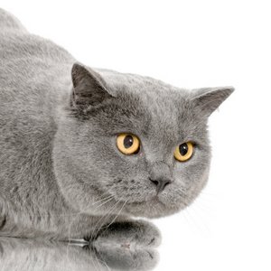 Chartreux Cat
