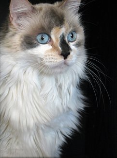 Calico Cat