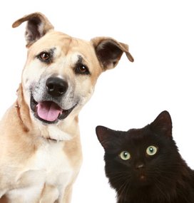 dog and cat pet names