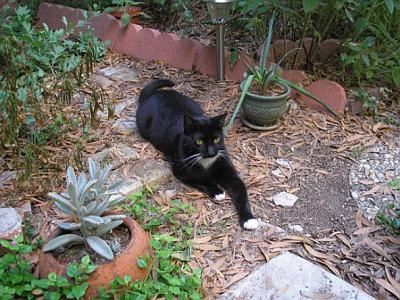 elegantly extending his paw