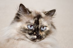 Himalayan Cat Picture 2