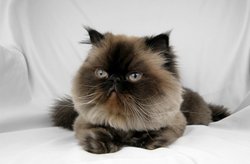 Himalayan Cat Picture 1