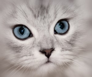Magical Cat