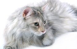 Maine Coon Cat Picture