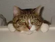 Max the Cat