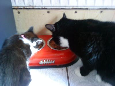 Billy and Maisy eating together