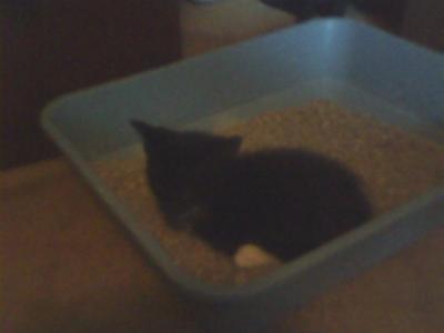 Bingo lying in the littler box. Same as Taylor when he was a kitten.