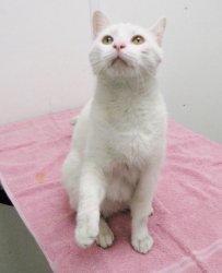 Here's Popcorn's petfinder picture