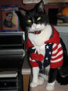 Patriotic Kitty