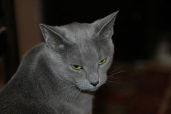 Russian Blue Cat Picture