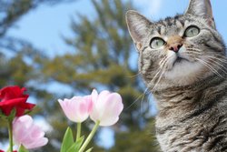 Tabby Cat with Flowers