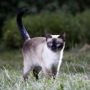 Thai Cat Siamese Cat