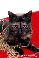 tortoiseshell cat