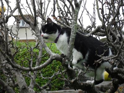 Tree climbing cat