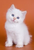 white kitten